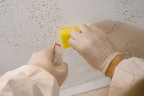 Best Black Mold Removal  in Hudson Lake, IN