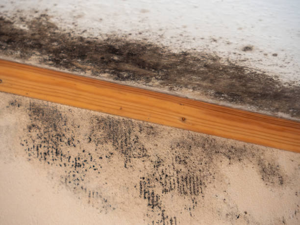 Best Environmental Consulting for Mold Prevention  in Hudson Lake, IN