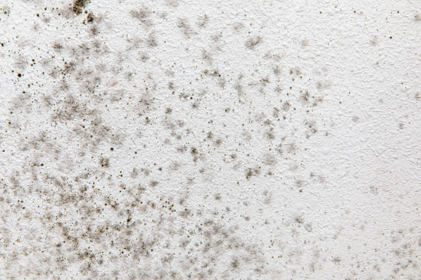 Best Basement Mold Removal  in Hudson Lake, IN