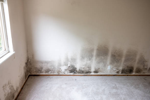 Best HVAC Mold Inspection and Cleaning  in Hudson Lake, IN