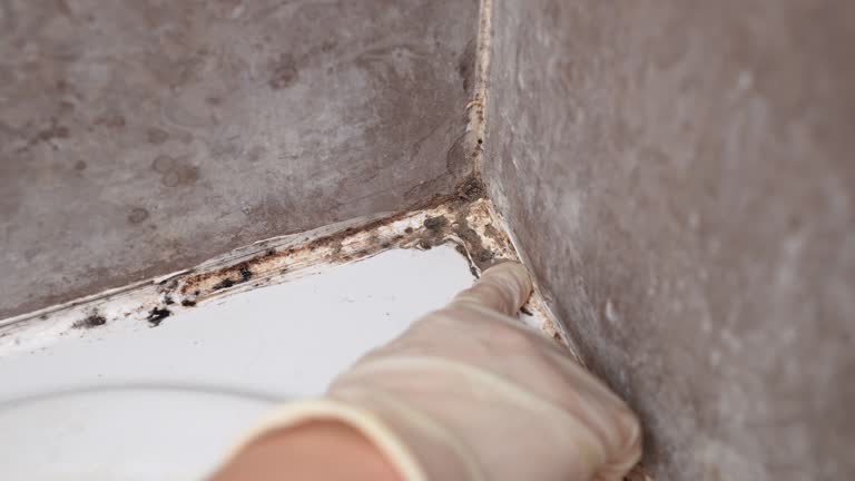 Best Comprehensive Air Testing for Mold Contaminants  in Hudson Lake, IN