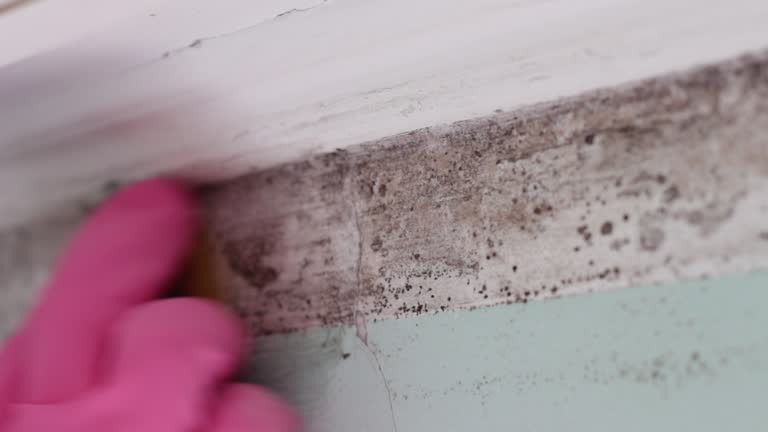 Best Commercial Mold Inspection  in Hudson Lake, IN